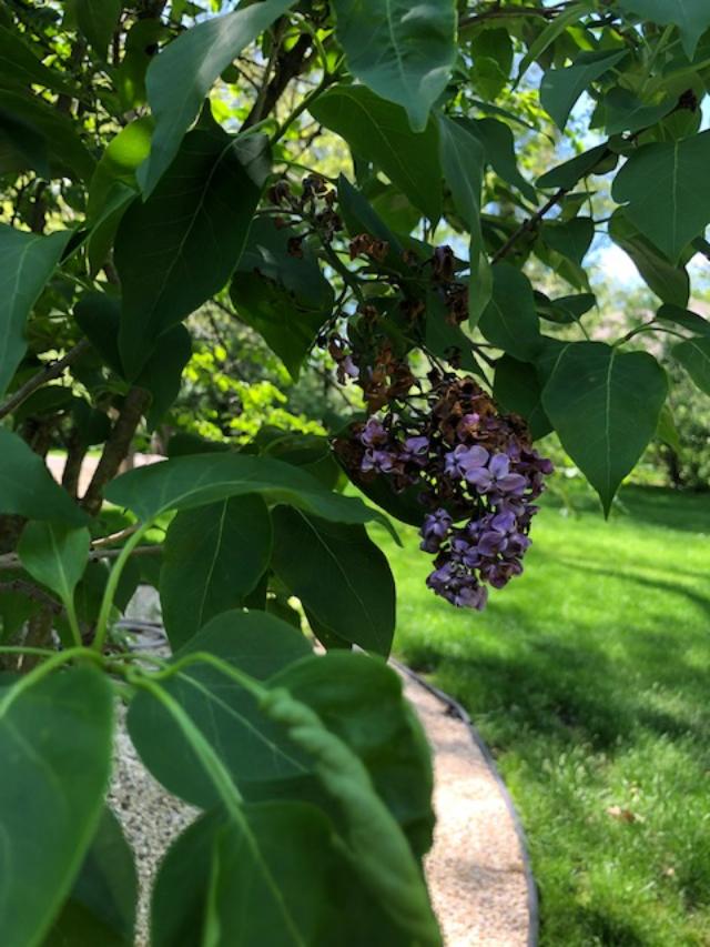 Lilac in backyard - Hello Lovely Studio.