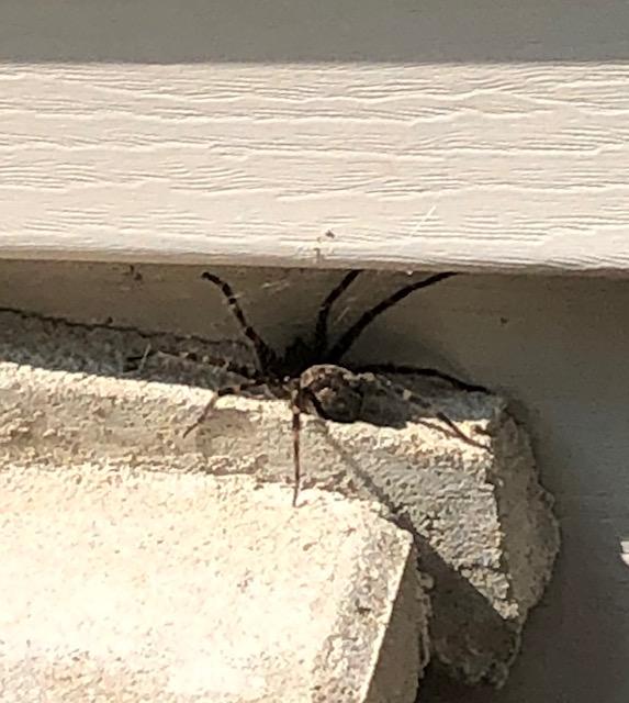 Huge wolf spider in my courtyard - Hello Lovely Studio. 7 Little Life Hacks for Coping With Chronic Illness...in case you need a bit of encouragement.