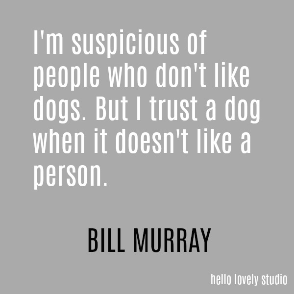 Humorous quote by Bill Murray on a grey ground on Hello Lovely Studio.