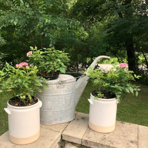 My Farmhouse French inspired courtyard in summer with pea gravel, ferns, galvanized buckets, and boxwood - Hello Lovely Studio.