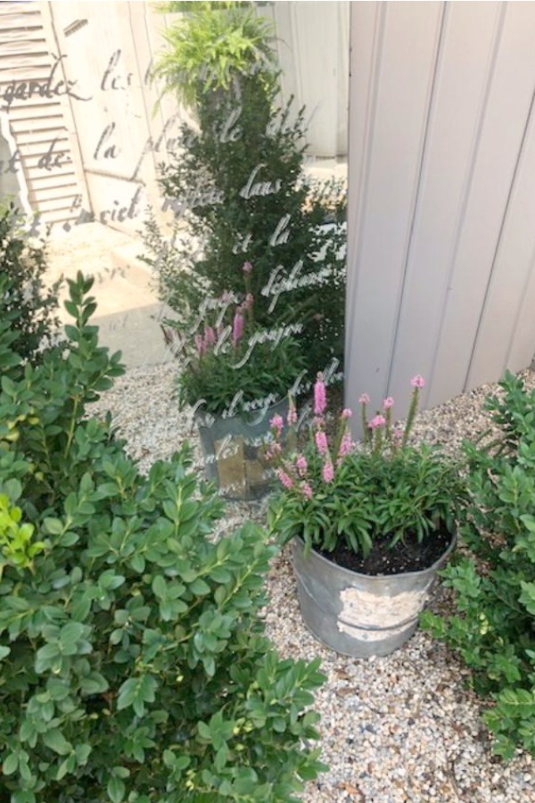 My French farmhouse inspired courtyard in summer with pea gravel, ferns, galvanized buckets, and boxwood - Hello Lovely Studio.