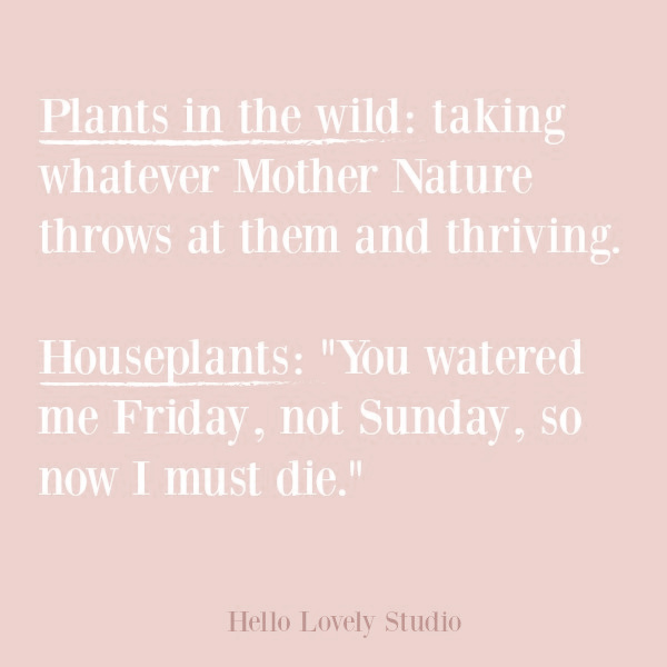 Funny quote about house plants on Hello Lovely Studio. #quotes #funnyquote #humor #plants