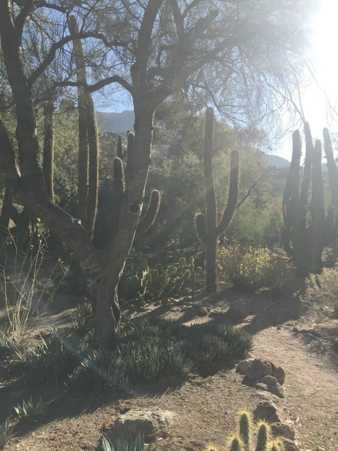 Desert landscape - Hello Lovely Studio.