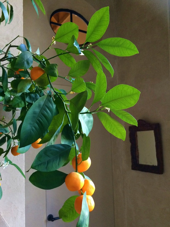 Citrus tree in the home of Greet Lefevre of Belgian Pearls.