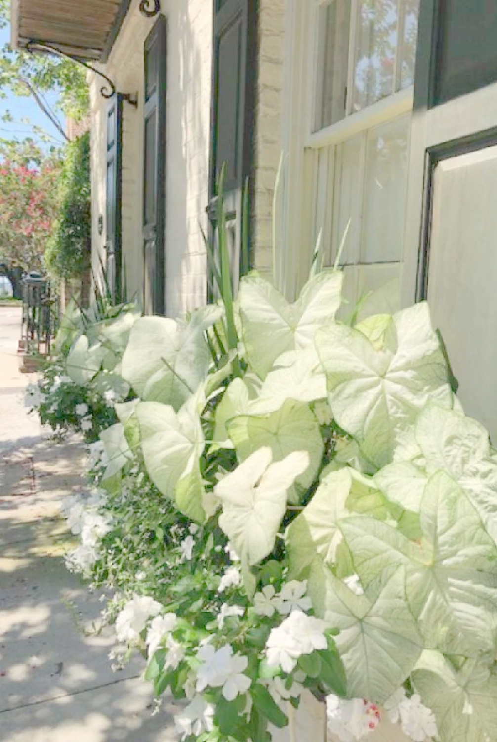 Charleston's charming historic district is graced with architecturally magnificent homes, secret gardens, lush window boxes, and colorful design inspiration. Come enjoy this photo gallery with Historic Charleston Mansion Exteriors on Hello Lovely Studio. #charlestonhomes #charlestongardens