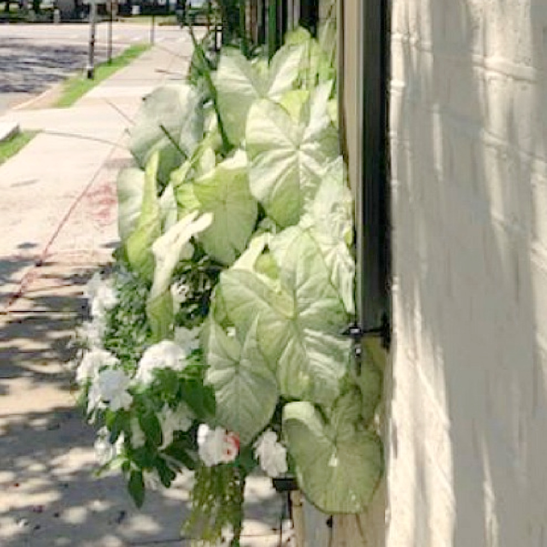 Charleston's charming historic district is graced with architecturally magnificent homes, secret gardens, lush window boxes, and colorful design inspiration. Come enjoy this photo gallery with Historic Charleston Mansion Exteriors on Hello Lovely Studio. #charlestonhomes #charlestongardens