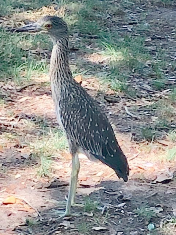 Night heron. Near the Battery and White Point Gardens area of Charleston, we strolled the streets of magnificent historic homes with breathtaking architecture and gardens. Come enjoy this photo gallery with Historic Charleston Mansion Exteriors on Hello Lovely Studio.