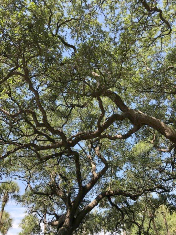 Live oak trees. Near the Battery and White Point Gardens area of Charleston, we strolled the streets of magnificent historic homes with breathtaking architecture and gardens. Come enjoy this photo gallery with Historic Charleston Mansion Exteriors on Hello Lovely Studio.