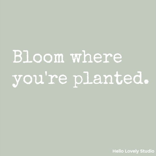 Bloom where you're planted - inspirational quote on Hello Lovely Studio.