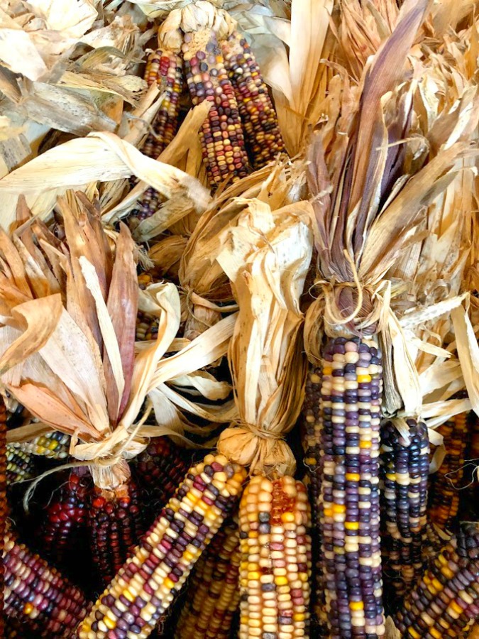 Indian corn with its deeply rich hues is a lovely sight in autumn! Come on over to enjoy 5 Autumn Recipes With Apples + Simple Fall Decorating Tips on Hello Lovely!