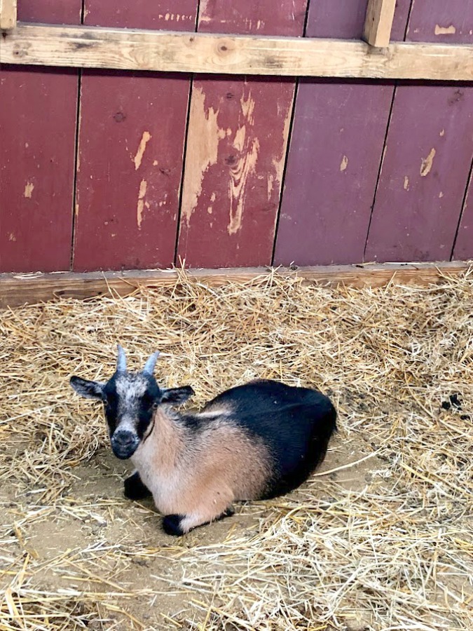 Friendly goat at Edwards Apple Orchard in Poplar Grove, IL - Hello Lovely Studio.