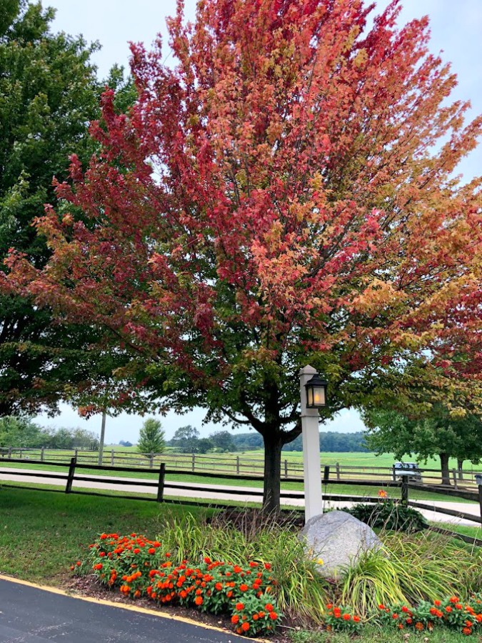 Fall decor inspiration from an apple orchard in Poplar Grove, IL (Edwards) - autumn magic in the heartland is hard to beat! Hello Lovely Studio. #falldecor #autumn #farmhousestyle #countrystyle #rusticdecor