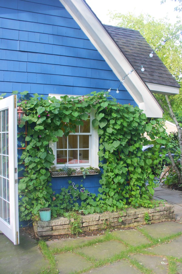 Vibrant blue exterior of the artist studio (climbing with ivy!) of Jenny Sweeney in Libertyville, IL. #cottage #colorfuldesign #climbingvines