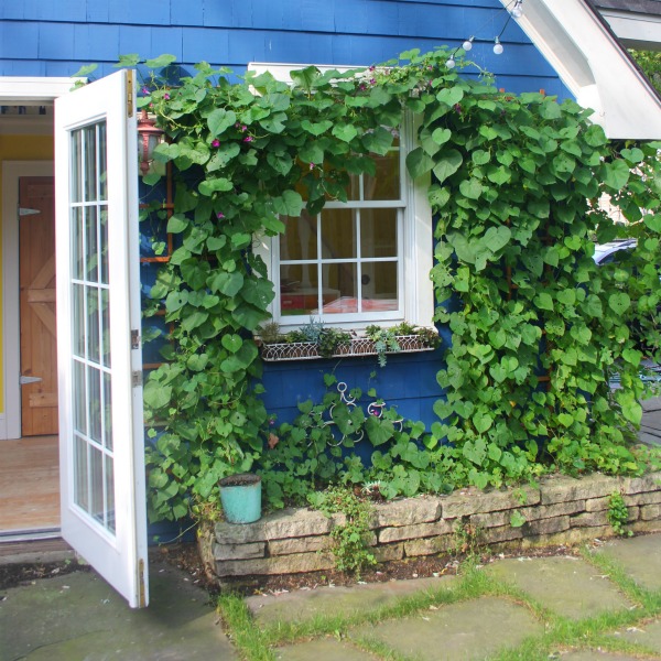 Vibrant blue exterior of the artist studio (climbing with ivy!) of Jenny Sweeney in Libertyville, IL. #cottage #colorfuldesign #climbingvines