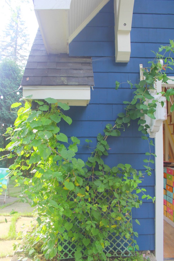 Vibrant blue exterior of the artist studio (climbing with ivy!) of Jenny Sweeney in Libertyville, IL. #cottage #colorfuldesign #climbingvines