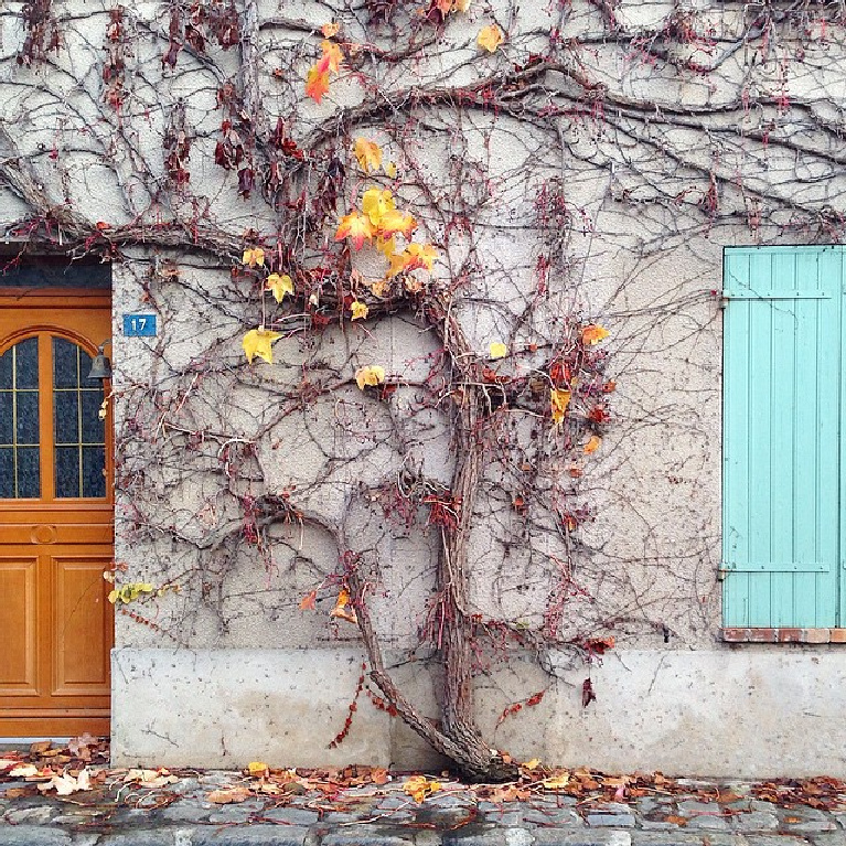 Gorgeous fall in France image with climbing vines on a weathered facade with blue shutter. Mia Katva #frenchcountry #facade #houseexterior #frenchfall #autumninfrance #rusticfrench #frenchfarmhouse