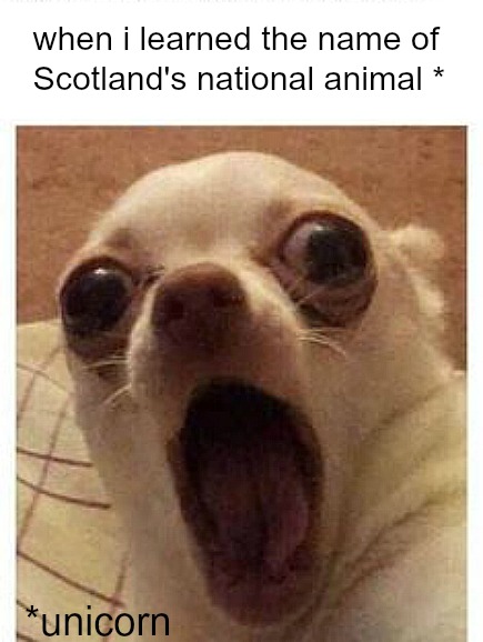 Funny dog meme humor about Scotland.  COME OVER TO LAUGH at Silly Humor Quotes, Smiles & Serious Laugh Therapy! #memes #dogmeme #humor #funnymeme