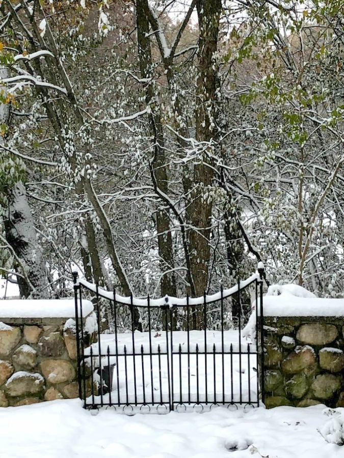 Snowy trees in my winter yard in Northern Illinois - Hello Lovely Studio.