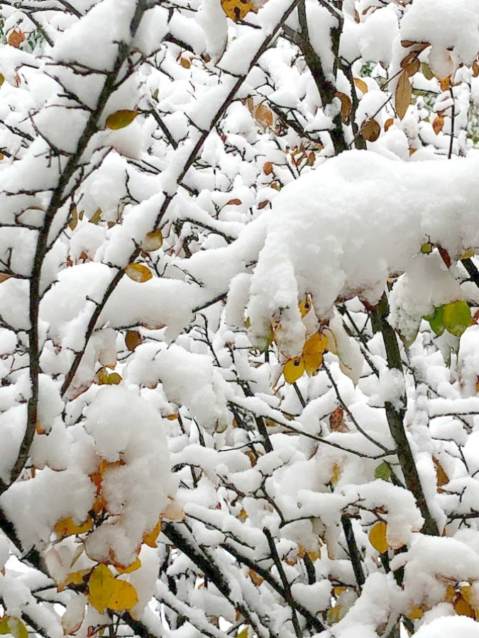 Snowy trees in my winter yard in Northern Illinois - Hello Lovely Studio.