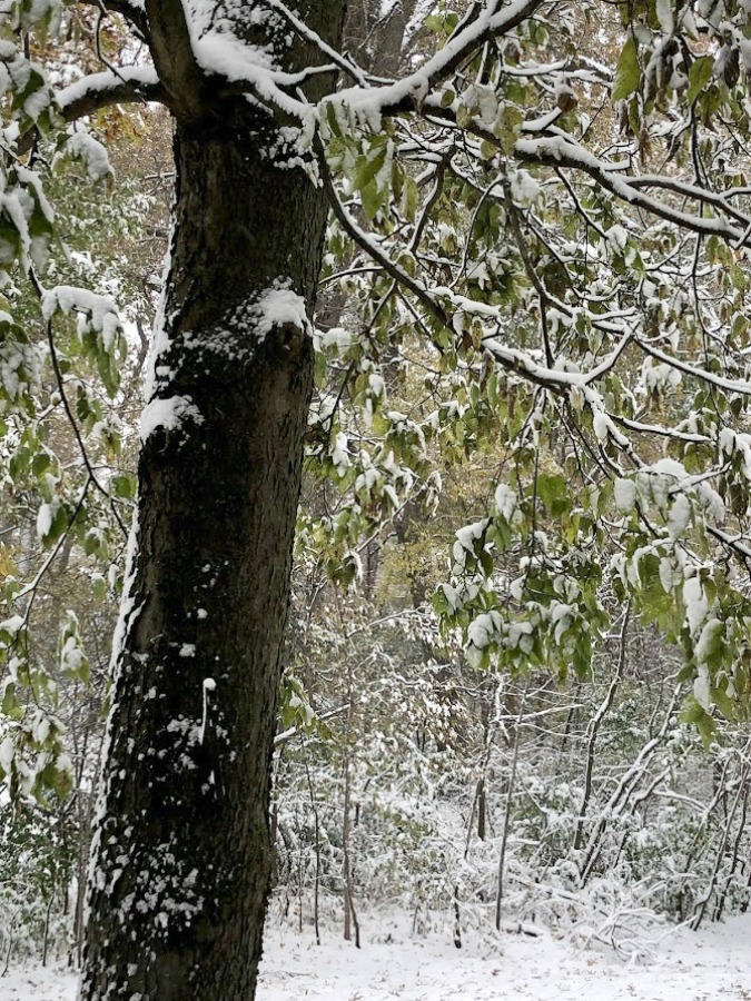 Snowy trees in my winter yard in Northern Illinois - Hello Lovely Studio.