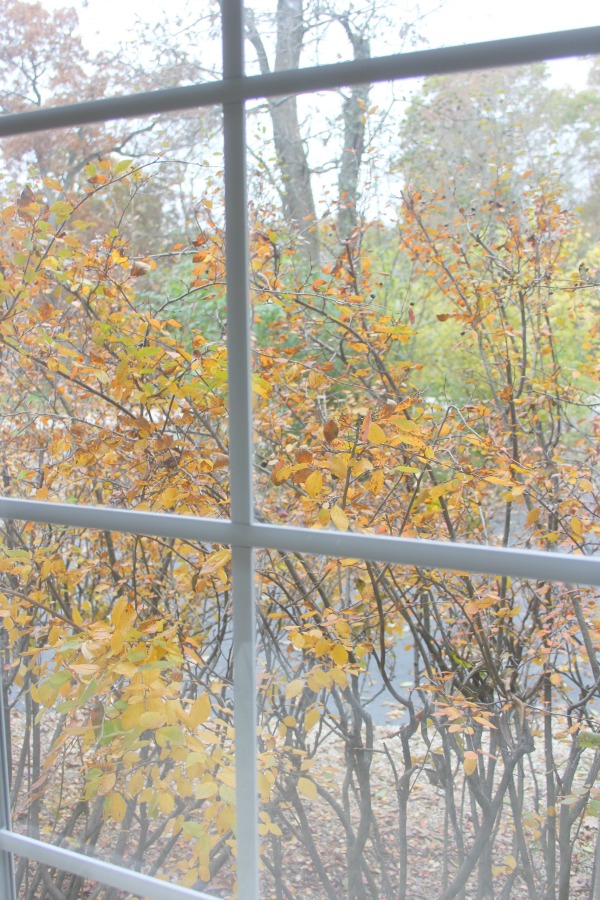 Fallen leaves, autumn trees, and turning colors in my Northern Illinois yard - Hello Lovely Studio.