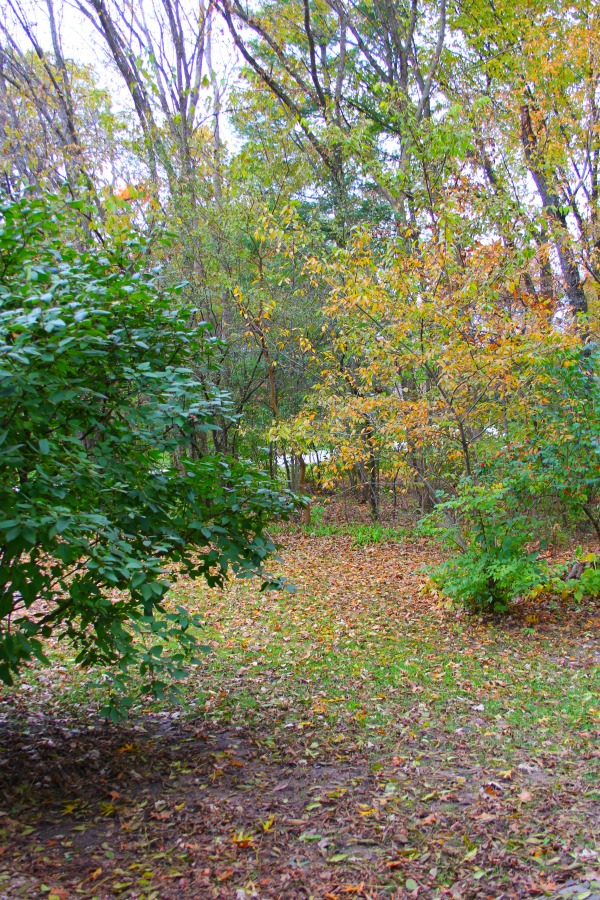 Fallen leaves, autumn trees, and turning colors in my Northern Illinois yard - Hello Lovely Studio.