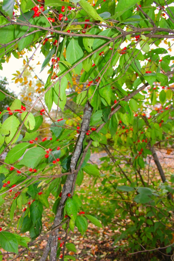 Fallen leaves, autumn trees, and turning colors in my Northern Illinois yard - Hello Lovely Studio.