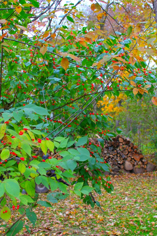 Fallen leaves, autumn trees, and turning colors in my Northern Illinois yard - Hello Lovely Studio.