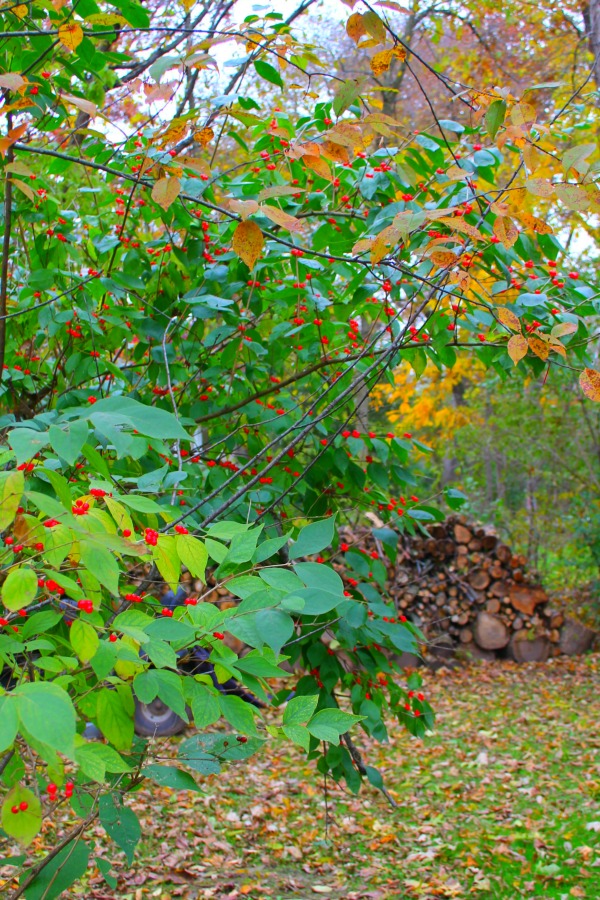 Fallen leaves, autumn trees, and turning colors in my Northern Illinois yard - Hello Lovely Studio.