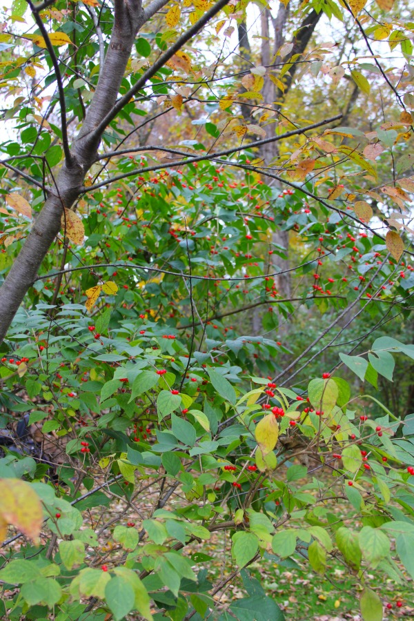 Fallen leaves, autumn trees, and turning colors in my Northern Illinois yard - Hello Lovely Studio.