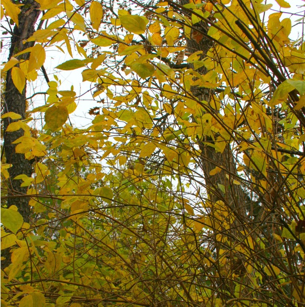 Fallen leaves, autumn trees, and turning colors in my Northern Illinois yard - Hello Lovely Studio.