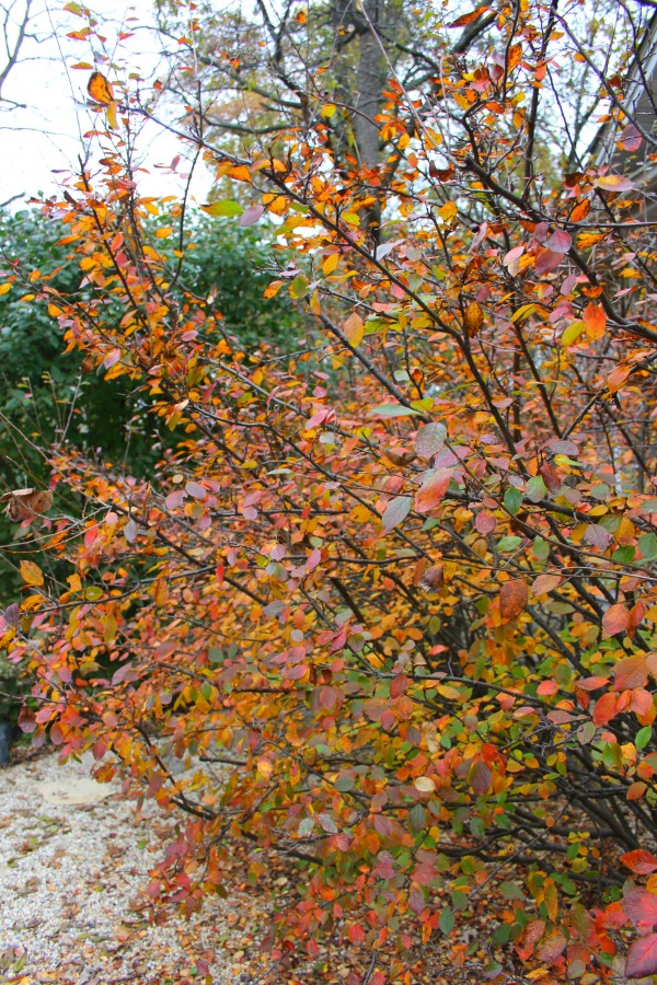 Fallen leaves, autumn trees, and turning colors in my Northern Illinois yard - Hello Lovely Studio.