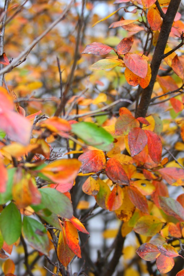 Fallen leaves, autumn trees, and turning colors in my Northern Illinois yard - Hello Lovely Studio.