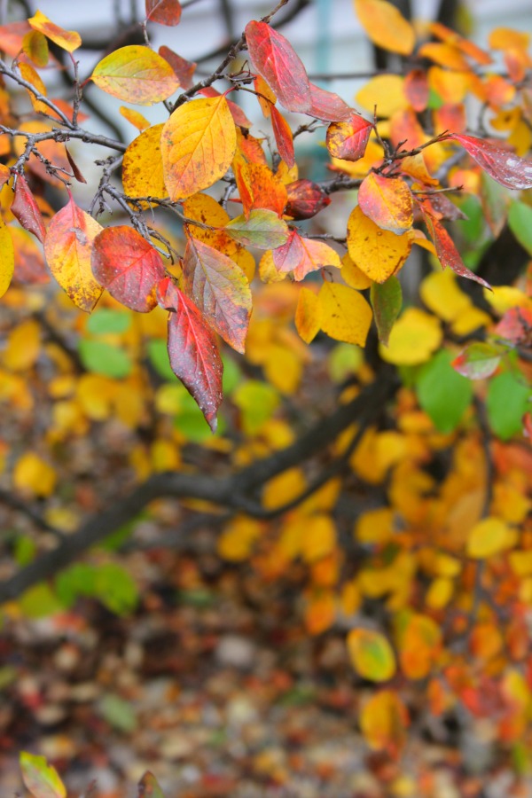 Fallen leaves, autumn trees, and turning colors in my Northern Illinois yard - Hello Lovely Studio.