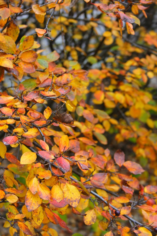 Fallen leaves, autumn trees, and turning colors in my Northern Illinois yard - Hello Lovely Studio.