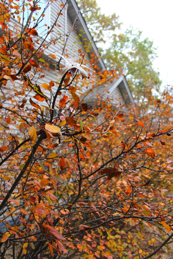 Fallen leaves, autumn trees, and turning colors in my Northern Illinois yard - Hello Lovely Studio.