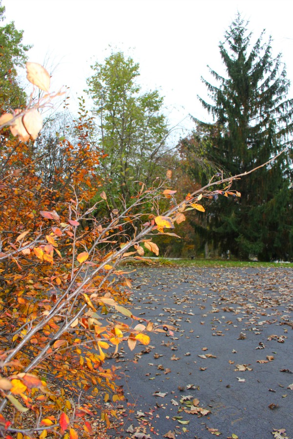 Fallen leaves, autumn trees, and turning colors in my Northern Illinois yard - Hello Lovely Studio.