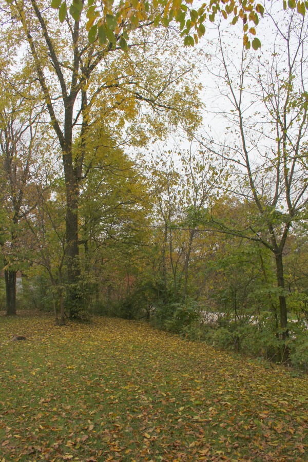 Fallen leaves, autumn trees, and turning colors in my Northern Illinois yard - Hello Lovely Studio.