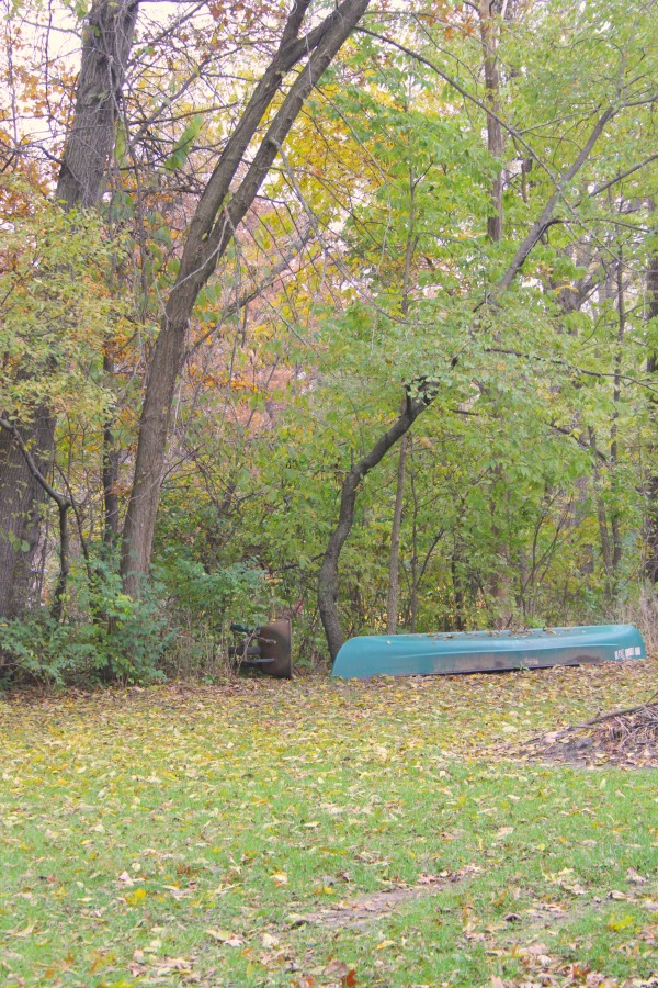 Fallen leaves, autumn trees, and turning colors in my Northern Illinois yard - Hello Lovely Studio.