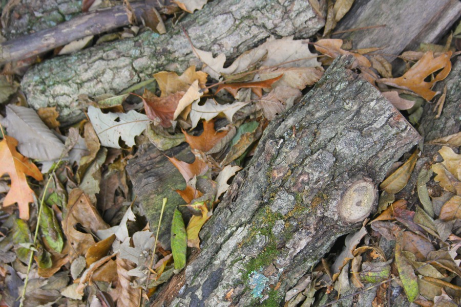 Fallen leaves and turning colors in my Northern Illinois yard - Hello Lovely Studio.