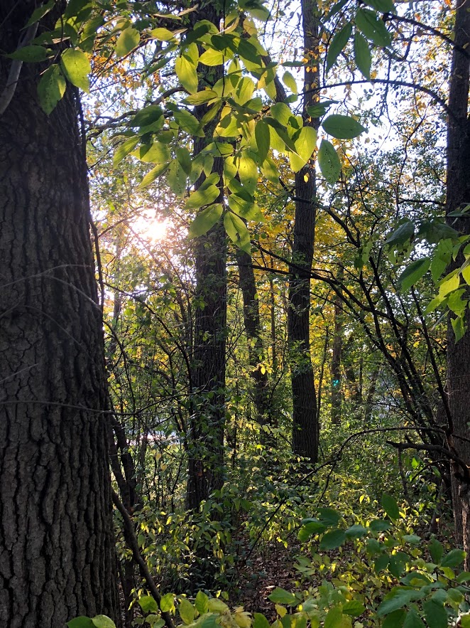 Fall trees in Northern Illinois - Hello Lovely Studio.