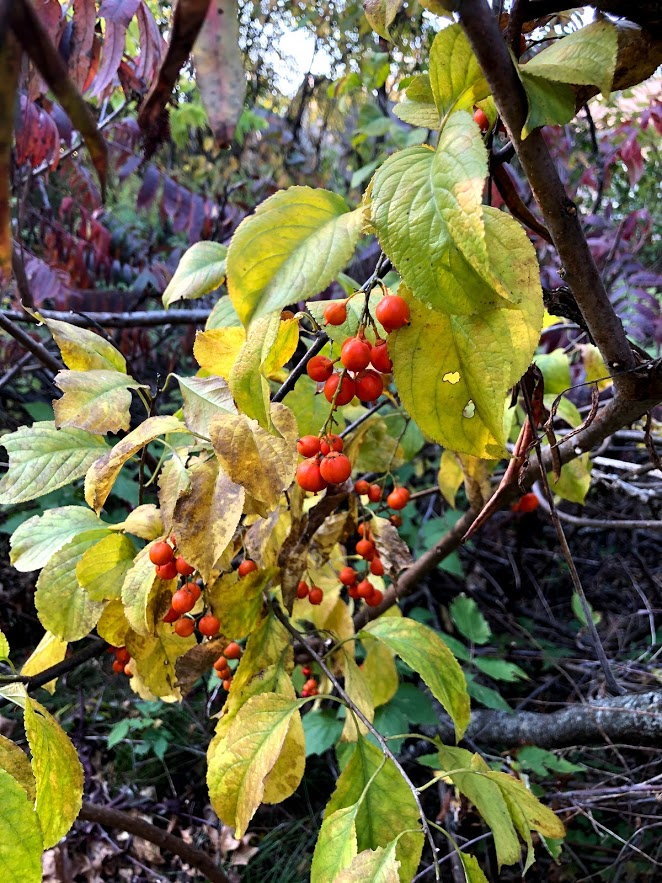 Autumn berries in Northern Illinois - Hello Lovely Studio.