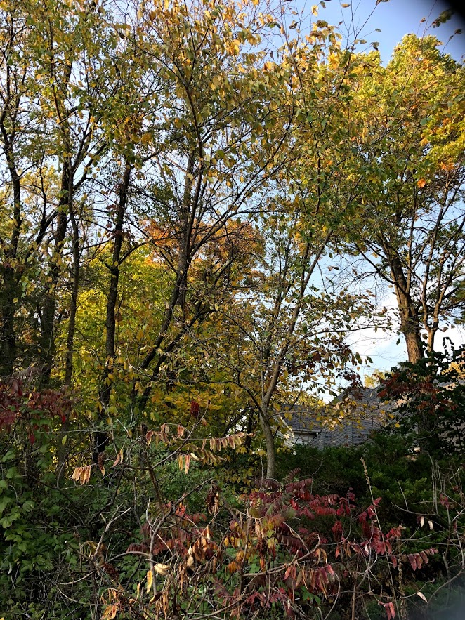 Golden leaves in autumn in Northern Illinois - Hello Lovely Studio.