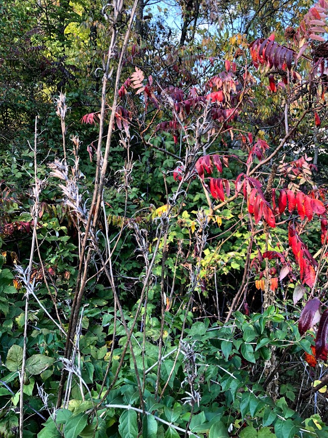 Changing colors in a Northern Illinois garden - Hello Lovely Studio.