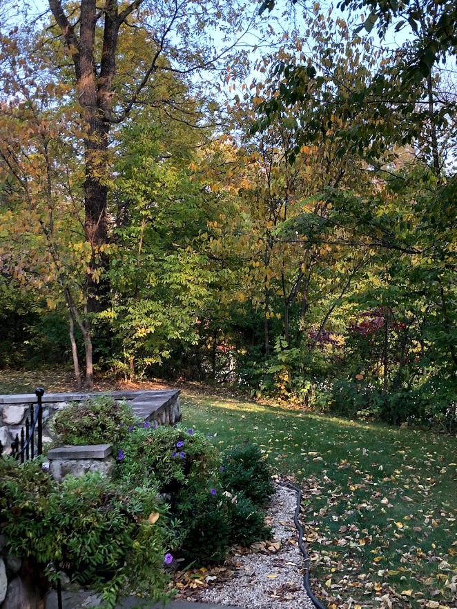 Turning leaves in autumn in Northern Illinois - Hello Lovely Studio.