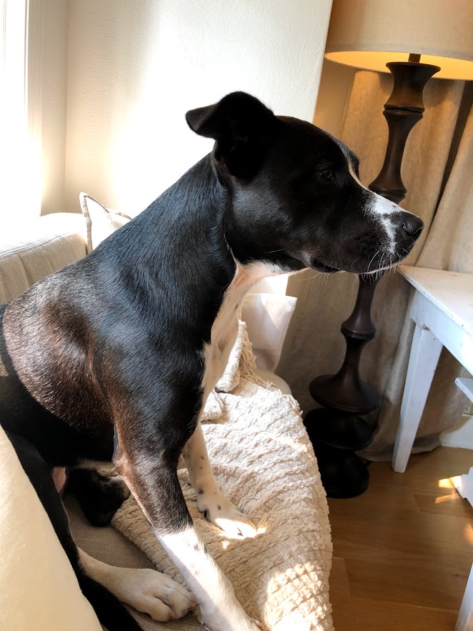 Sweet black and white rescue pup on the window seat in kitchen - Hello Lovely Studio.