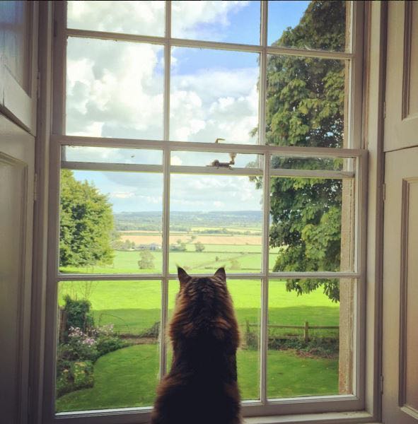 Maine Coon cat in a Scandinavian style white cottage (Beach Studios). #mainecoon #cats