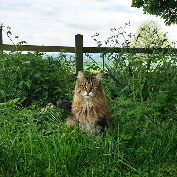 Maine Coon cat in a Scandinavian style white cottage (Beach Studios). #mainecoon #cats