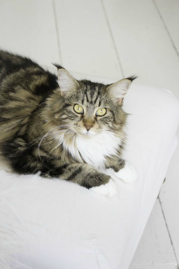 Maine Coon cat in a Scandinavian style white cottage (Beach Studios). #mainecoon #cats