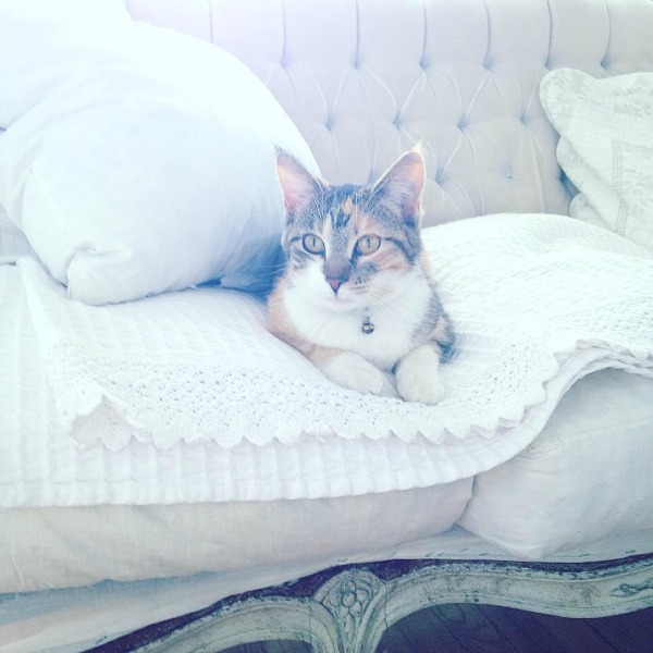 Cat on a vintage tufted sofa in a white Swedish cottage by My Petite Maison.